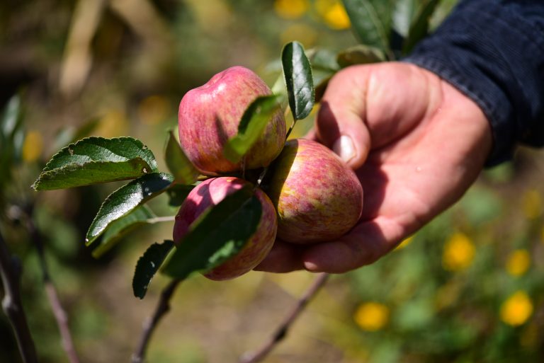 Rboles Frutales Para Diversificar La Producci N En Comunidades De